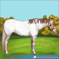 Horse Color:White Spotted Gold Champagne Roan Appaloosa 