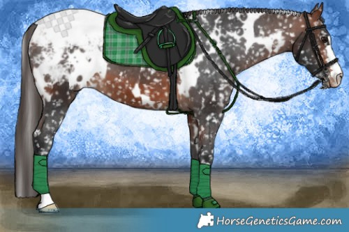 Horse Color:White Spotted Bay Appaloosa 