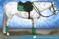 Horse Color:White Spotted Bay Appaloosa