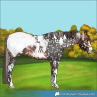 Horse Color:White Spotted Bay Appaloosa 
