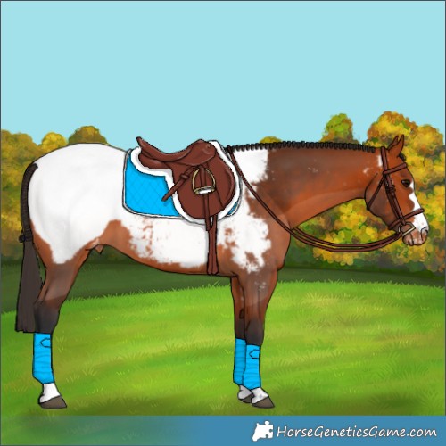 Horse Color:Bay Appaloosa 