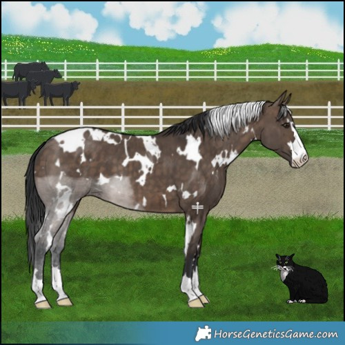 Horse Color:White Spotted Brown Dun Brindle 