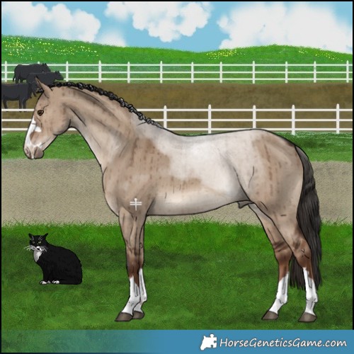 Horse Color:Liver Red Dun Brindle 