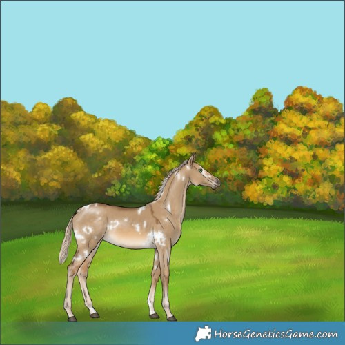 Horse Color:White Spotted Chocolate Palomino Dun Rabicano 