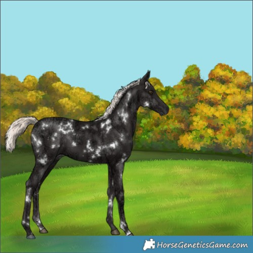 Horse Color:White Spotted Liver Chestnut Ice Mushroom 