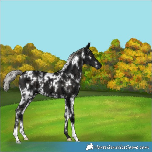 Horse Color:White Spotted Liver Chestnut Ice Mushroom 