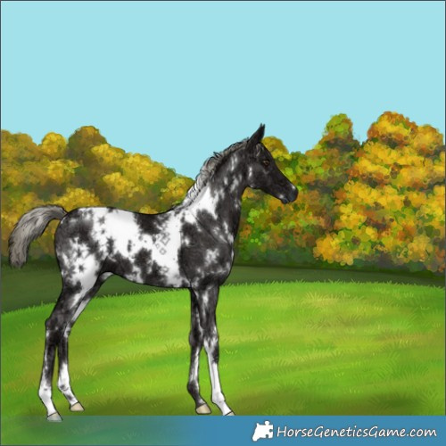 Horse Color:White Spotted Liver Chestnut Ice Mushroom 