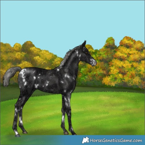 Horse Color:White Spotted Liver Chestnut Ice Mushroom 