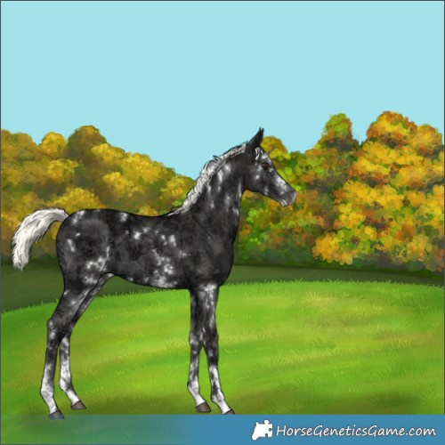 Horse Color:White Spotted Liver Chestnut Ice Mushroom 