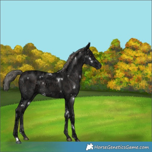 Horse Color:White Spotted Liver Chestnut Ice Mushroom 