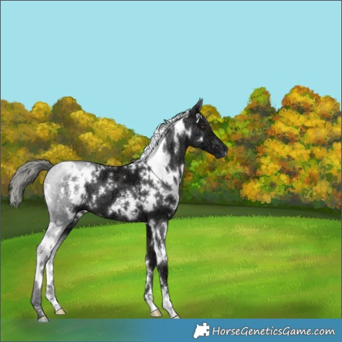Horse Color:White Spotted Liver Chestnut Ice Mushroom 