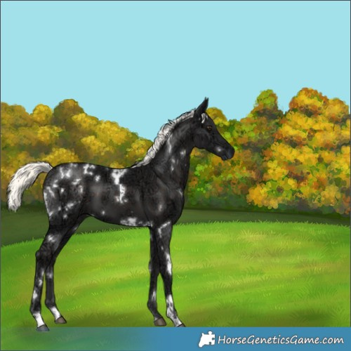 Horse Color:White Spotted Liver Chestnut Ice Mushroom 