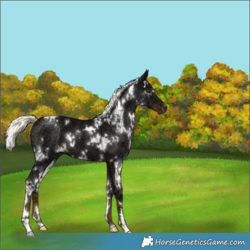 Horse Color:White Spotted Liver Chestnut Ice Mushroom 