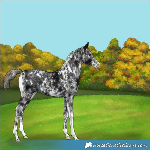 Horse Color:White Spotted Midnight Liver Chestnut Ice Mushroom 