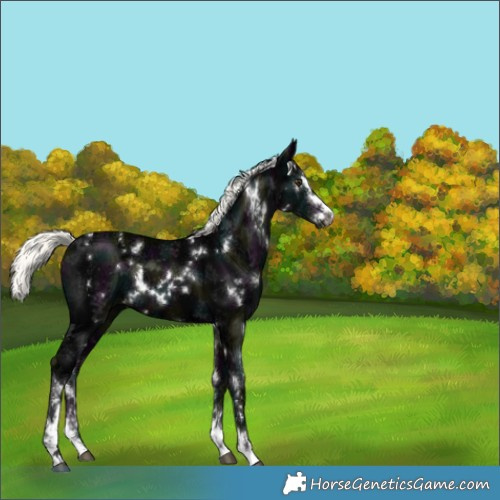 Horse Color:White Spotted Midnight Liver Chestnut Ice Mushroom Sabino 