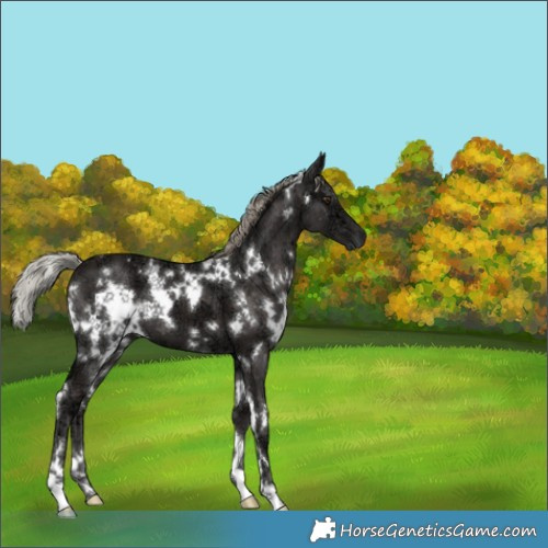Horse Color:White Spotted Liver Chestnut Ice Mushroom 