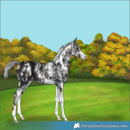 Horse Color:White Spotted Liver Chestnut Ice Mushroom 