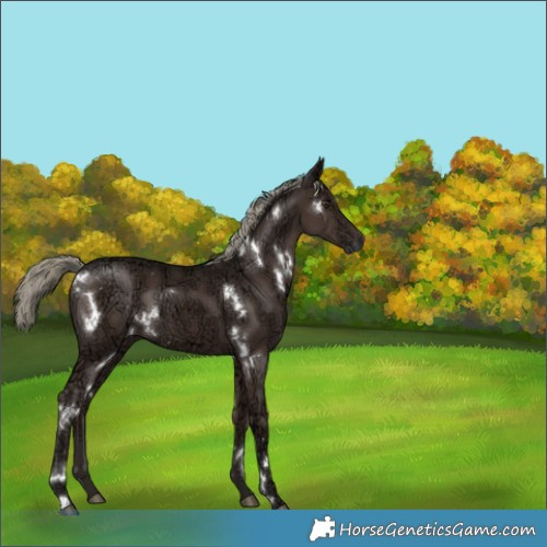 Horse Color:White Spotted Liver Chestnut Ice Mushroom 