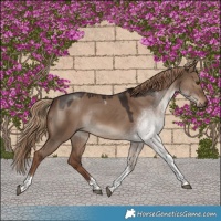 Horse Color:Liver Red Dun Tobiano Rabicano 