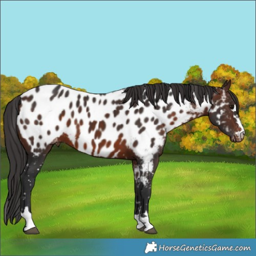 Horse Color:Brown Appaloosa 