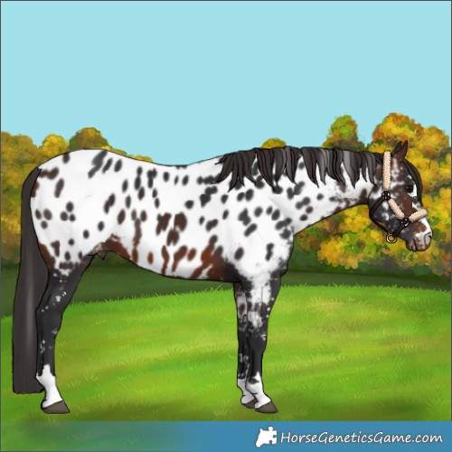 Horse Color:Brown Appaloosa