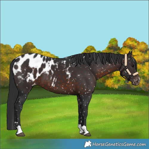 Horse Color:Brown Appaloosa 