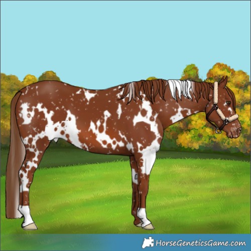 Horse Color:White Spotted Chestnut Appaloosa