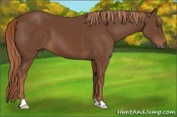 Horse Color:Chestnut 