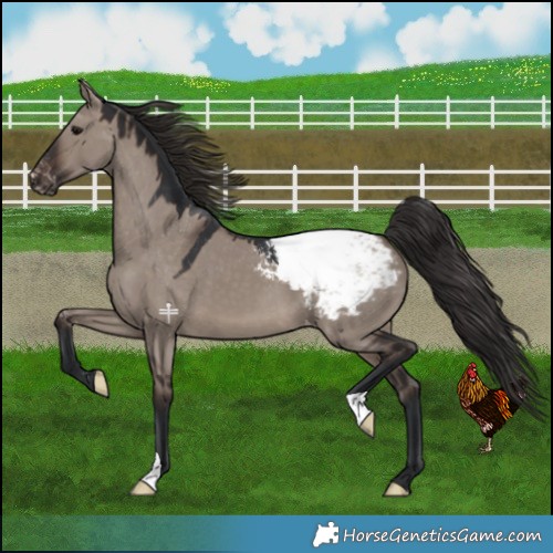 Horse Color:Brown Dun Mushroom Appaloosa 