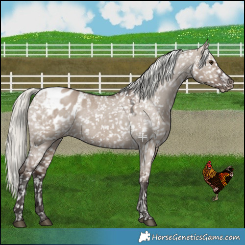 Horse Color:Liver Red Dun Mushroom Blanket Brindle 