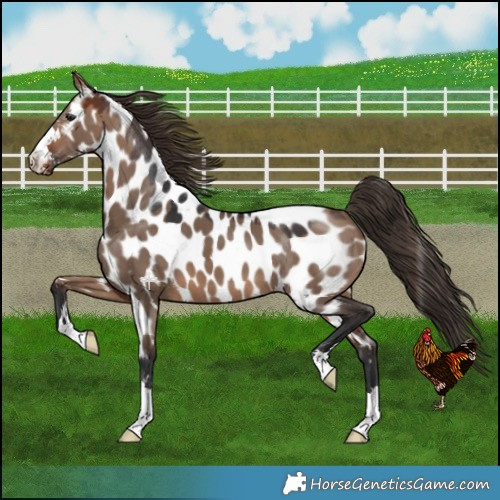 Horse Color:Brown Dun Near Leopard 