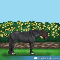 Horse Color:Black 