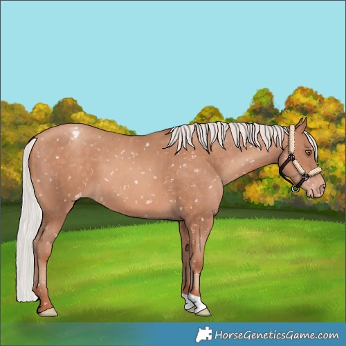 Horse Color:Silver Sable Champagne Appaloosa 