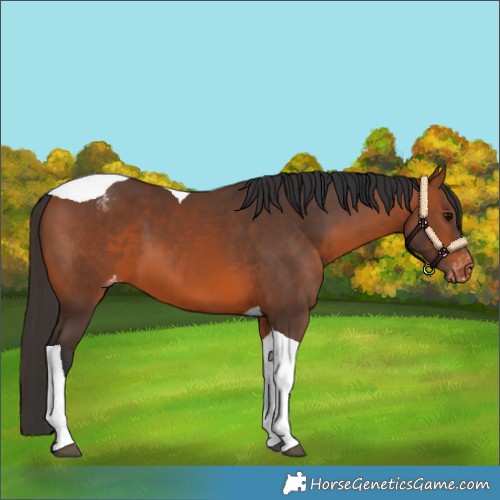 Horse Color:Bay Tobiano Appaloosa 