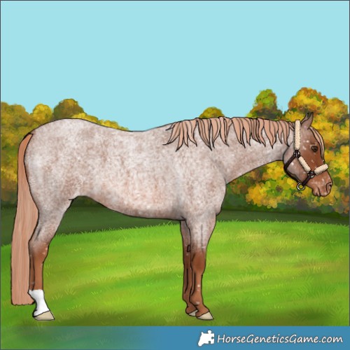 Horse Color:Red Roan Appaloosa 