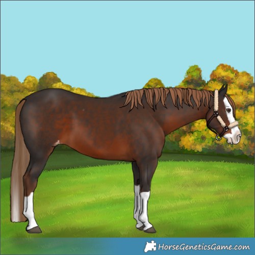 Horse Color:Liver Chestnut Splash Appaloosa