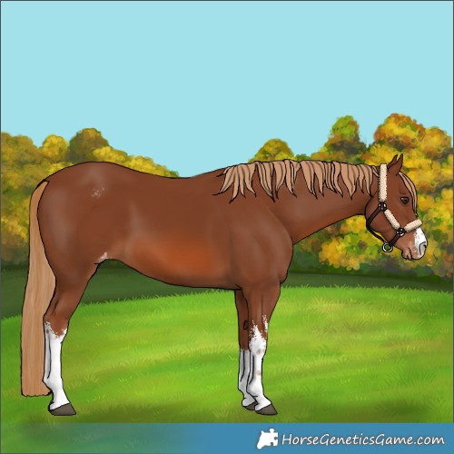 Horse Color:White Spotted Chestnut Appaloosa 