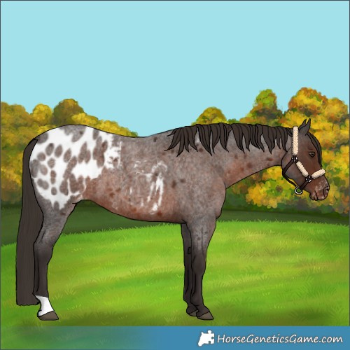 Horse Color:Liver Red Roan Appaloosa