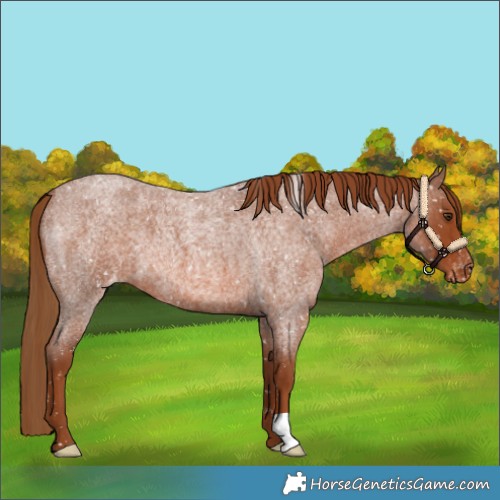 Horse Color:Red Roan Appaloosa 