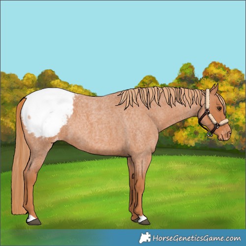 Horse Color:Red Roan Appaloosa 
