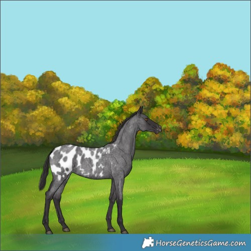 Horse Color:Smoky Blue Roan Appaloosa 