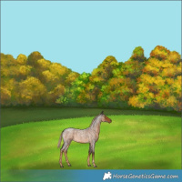 Horse Color:Chocolate Palomino Roan