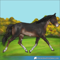 Horse Color:White Spotted Liver Chestnut 