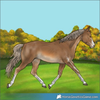 Horse Color:White Spotted Chocolate Palomino