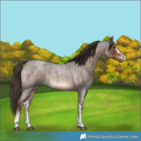 Horse Color:White Spotted Liver Red Roan 