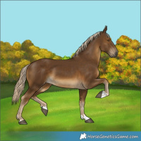 Horse Color:Chocolate Palomino 
