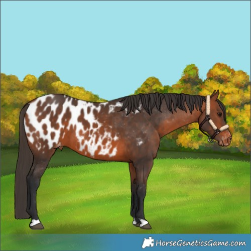 Horse Color:Bay Appaloosa 