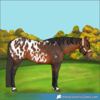Horse Color:Bay Near Leopard 