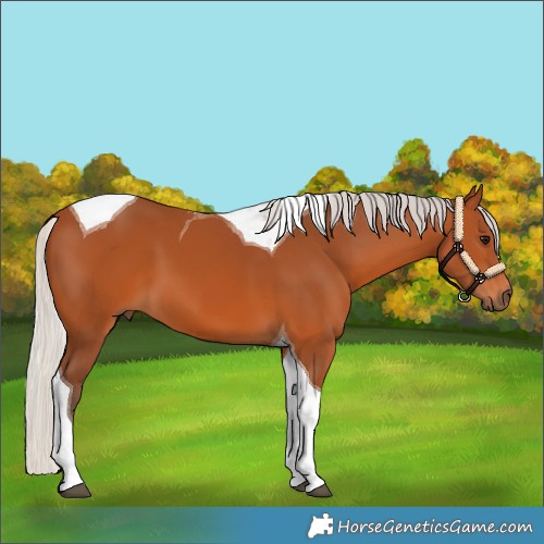 Horse Color:Silver Bay Tobiano