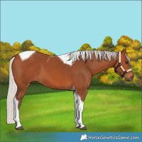 Horse Color:Silver Bay Tobiano